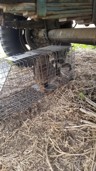 A to Z Wildlife Control and Removal