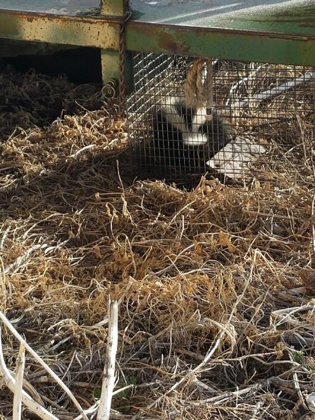 A to Z Wildlife Control and Removal
