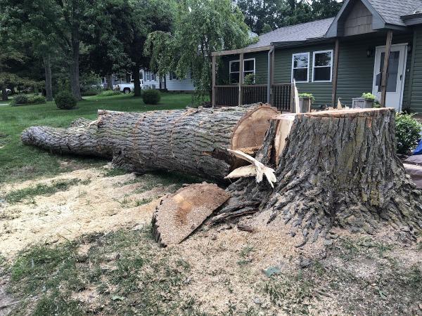 Grind CO. Stump Grinding & Tree Service