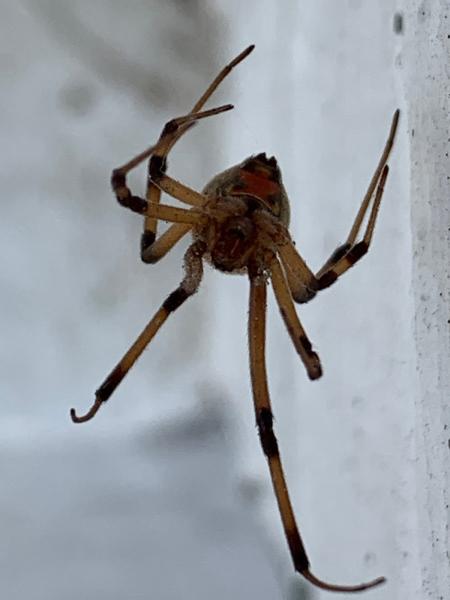 Pinnacle Pest Solutions