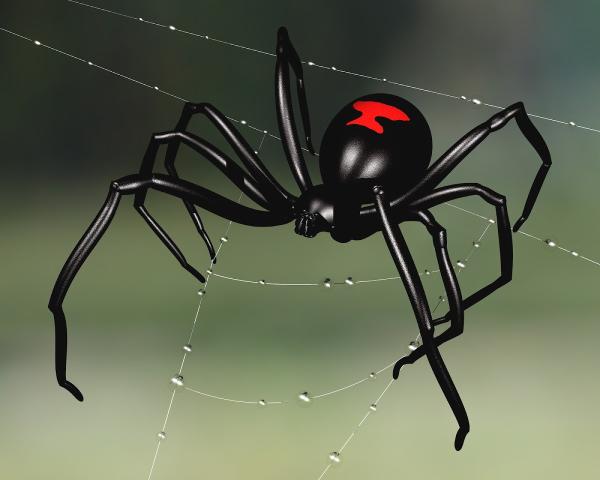 Legion Pest Management