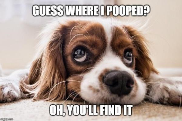 Dippitydoo Pet Waste Cleanup