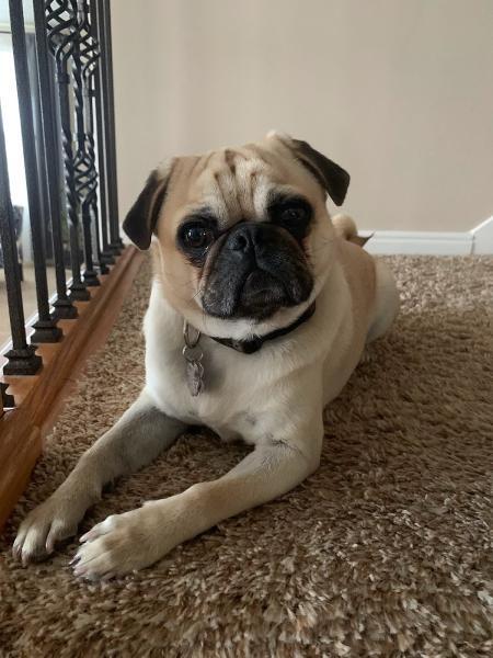 Dippitydoo Pet Waste Cleanup