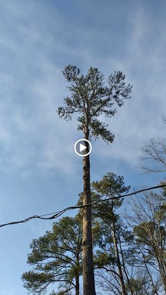 Bartolome's Tree Service