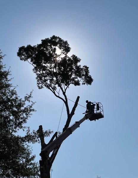 Henske Tree Service
