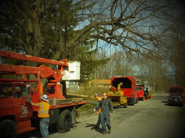 Johnson Tree Service Inc