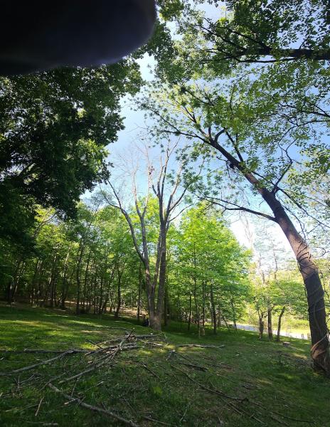 Belle Ridge Tree Service LTD