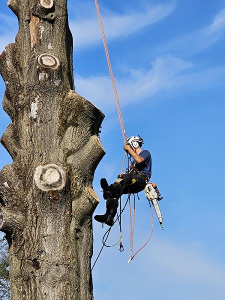 Belle Ridge Tree Service LTD