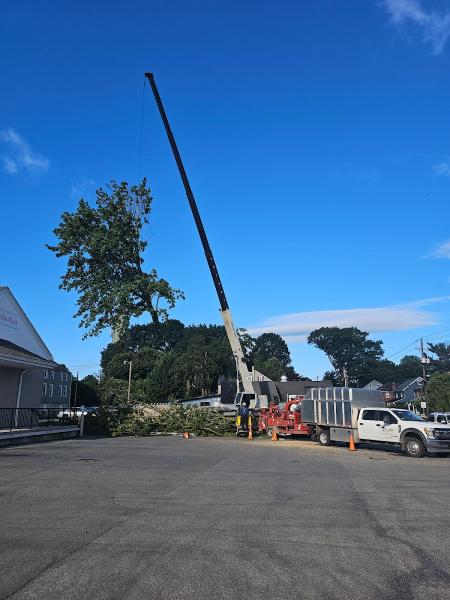 Belle Ridge Tree Service LTD