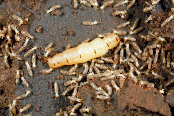 GAG Pest Control Inc