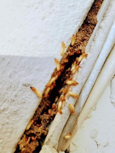 Matador Pest Control Solutions