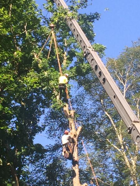 The Original Webster Tree Company