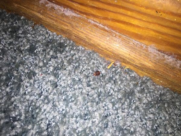 Mosquito Elite Pest Control