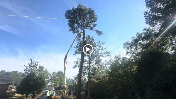 Dixon Trees LLC