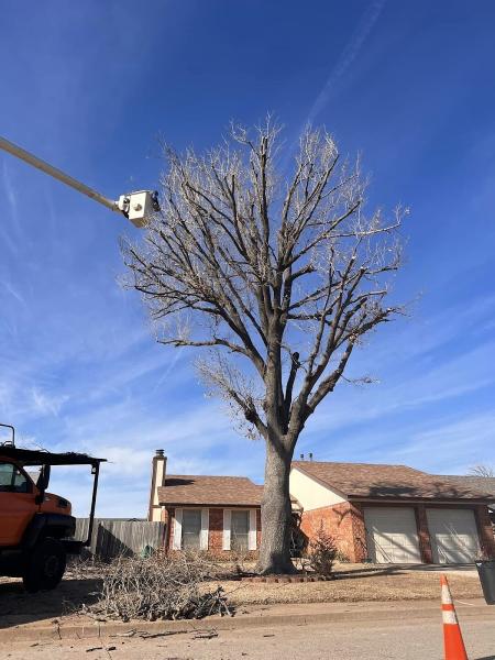 C&C Tree and Landscaping Solutions