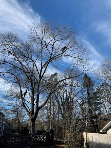 Arbor Pros Tree Service