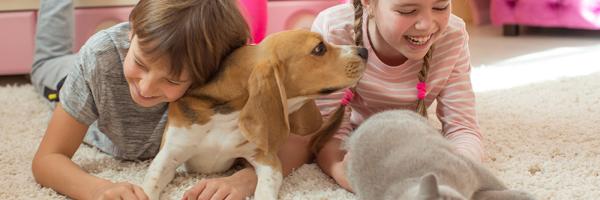 Kande Carpet Cleaning