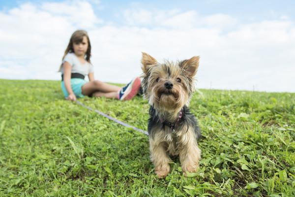 Velvet Green Organic Lawn Care
