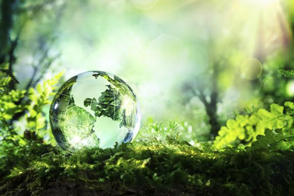 Velvet Green Organic Lawn Care