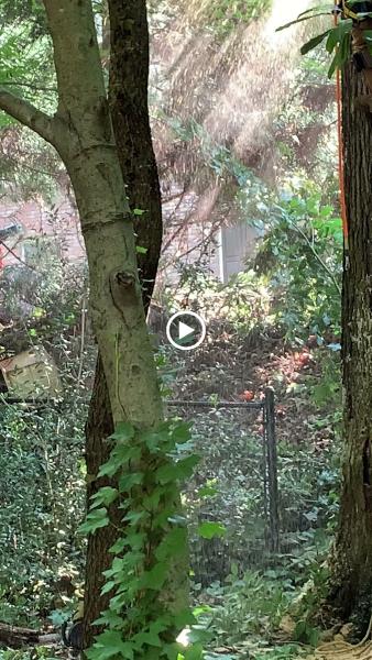 Atlanta Arbor