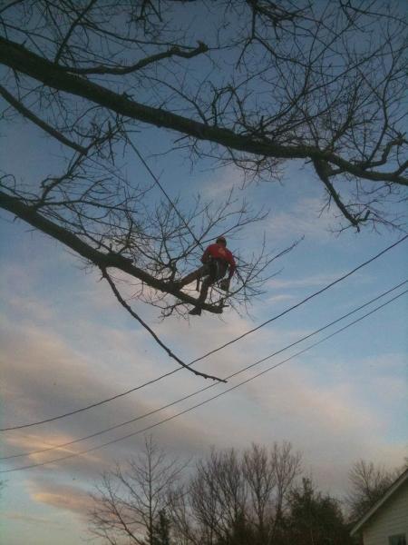 Safety Tree Service