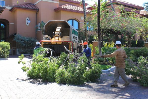 Any Town Tree