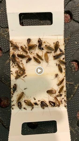 Pest-a-Rest Exterminating