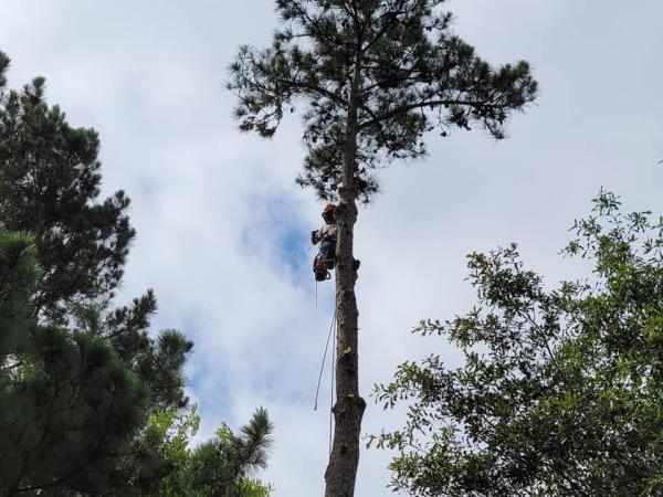 Merritt's Tree Service