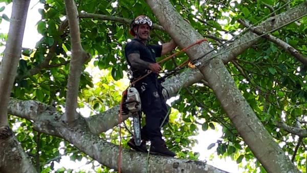 Stephen's Tree Service