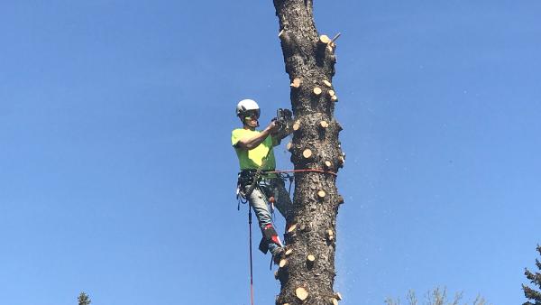 Primo Tree Experts