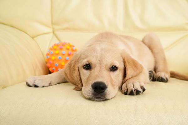 Nature's Way Carpet & Upholstery Cleaning