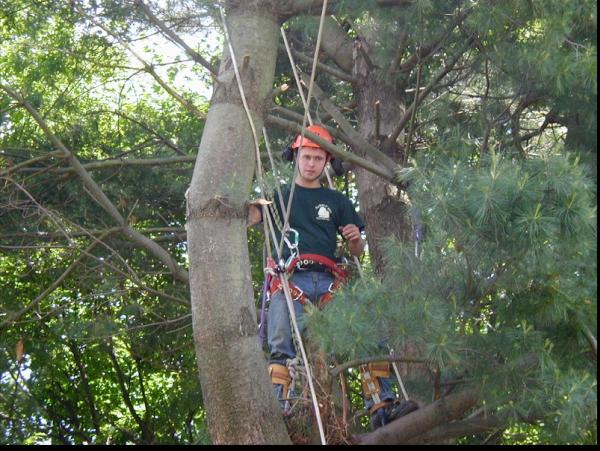 Arbor Care Tree Service