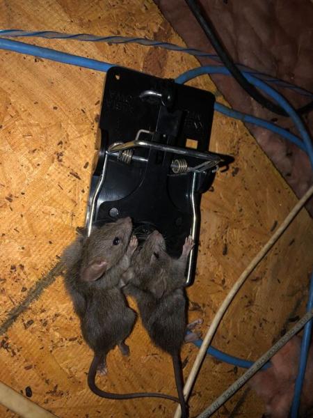 Kevin's Pest Control Inc