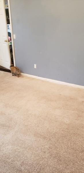 Perry Carpet-Furniture Cleaning