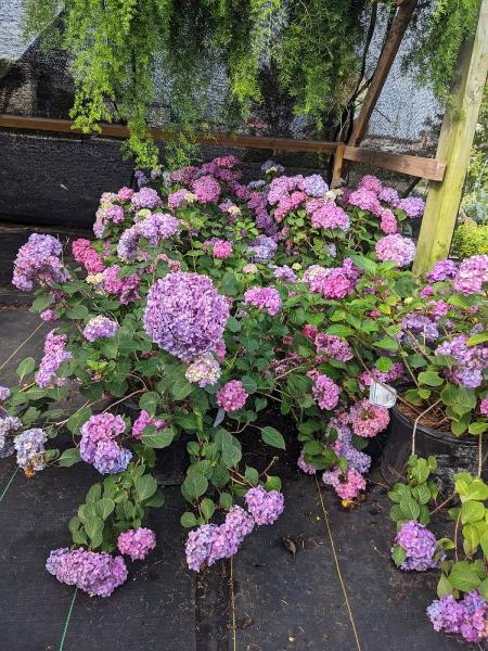 Carolina Girl Gardens
