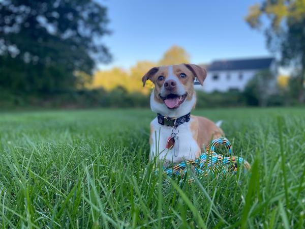 Organic Nature Lawn Care