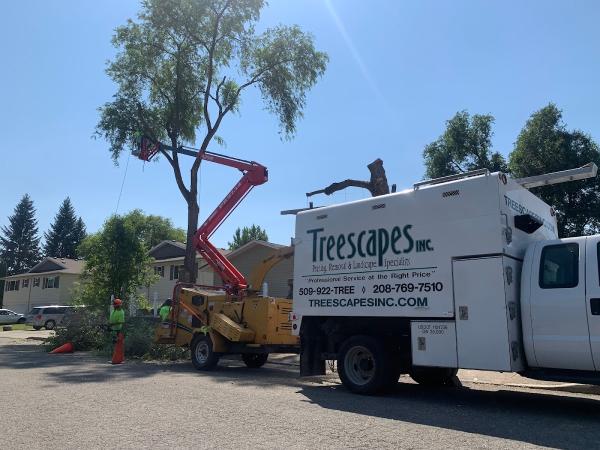 Treescapes