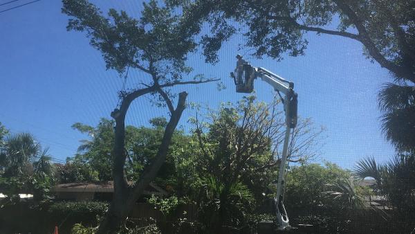 Superior Tree Service