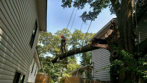 Sharper Edge Tree Care