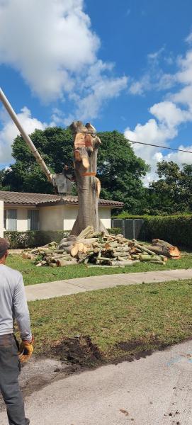 Acosta Tree Service