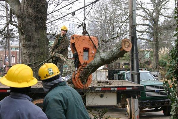 Detroit Tree Service