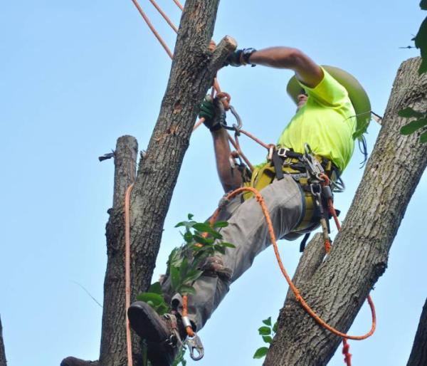 Cedar Rapids Tree Removal Services