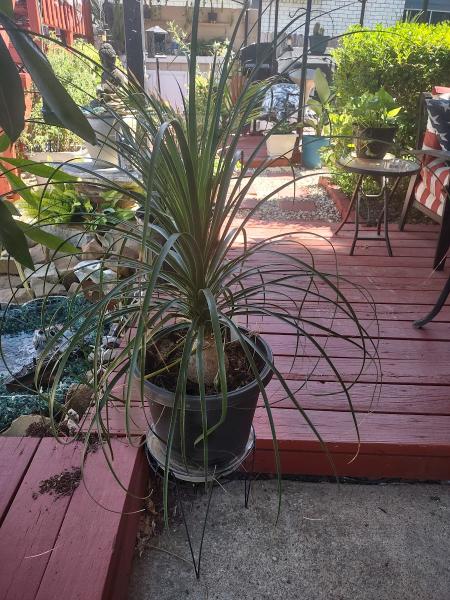 Earthtones Greenery