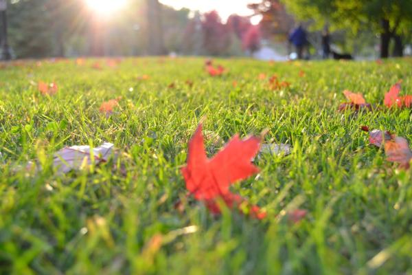 Southern Lawns