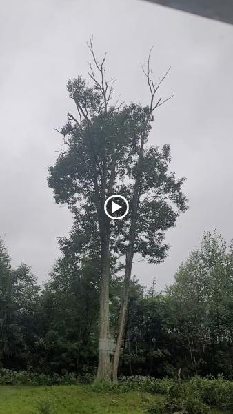 Carrier Tree Service