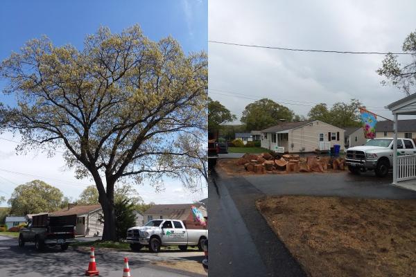 Carrier Tree Service