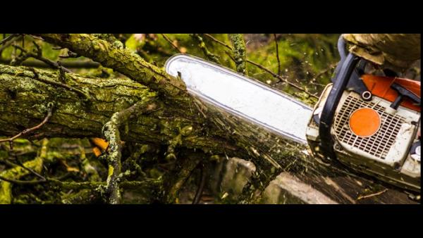 Ceciliano's Tree Services LLC