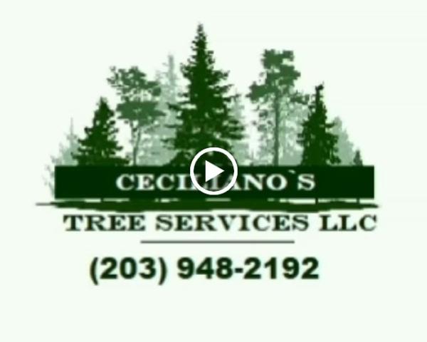 Ceciliano's Tree Services LLC