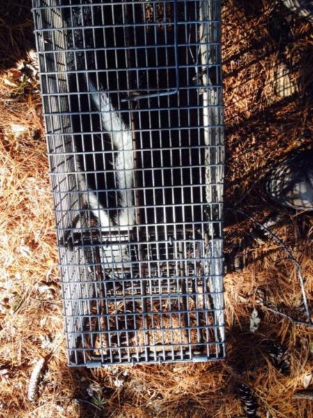 DC Wildlife Removal