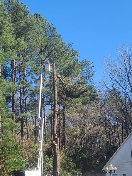 Pedro's Tree Service